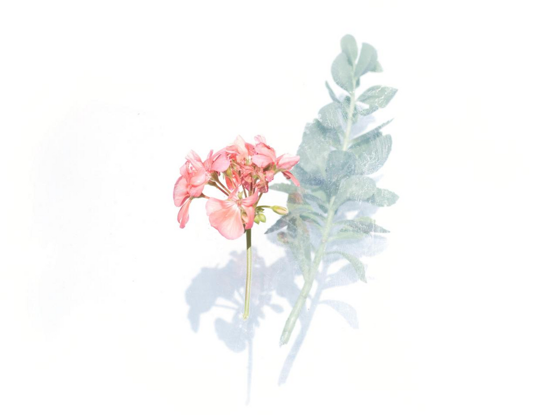 Colorful illustration of flowers - Massage in Watertown WI
